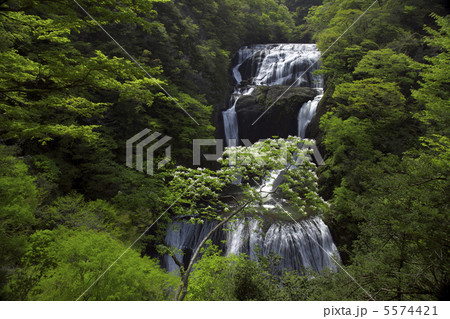 袋田の滝 5月ゴールデンウィークの頃 爽やかな新緑と白い花 ピント芯は正確に滝にあり 水量多し 袋田の滝 5月ゴールデンウィークの頃 爽やかな新緑と白い花 ピント芯は正確に滝にあり 水量多し 5574421