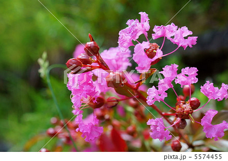 百日紅 サルスベリ 桃色 花言葉 敬愛 Indian Lilac Pink の写真素材