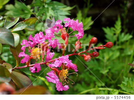 百日紅 サルスベリ 桃色 と蝶 花言葉 敬愛 Indian Lilac Pink の写真素材