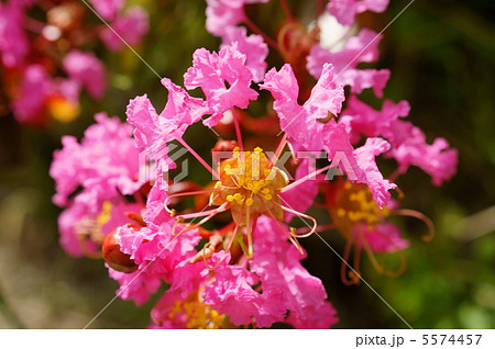 百日紅（サルスベリ：桃色）　花言葉：敬愛 Indian Lilac(Pink) 5574457