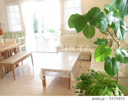 観葉植物のあるリビング 観葉植物のあるリビング 5574853