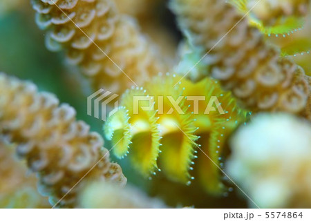 イバラカンザシ 5574864