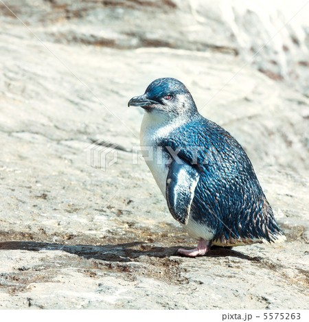Blue penguin 5575263