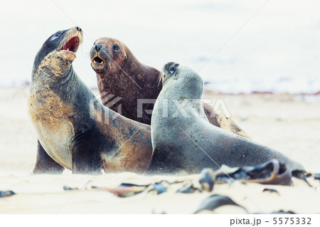 Sea lions 5575332