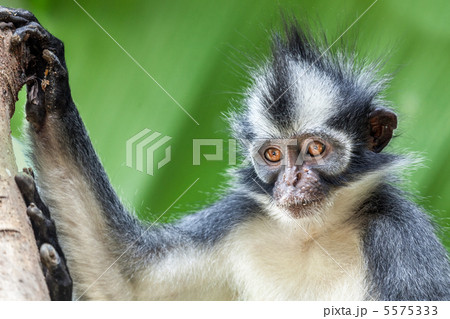 Thomas's leaf monkey Thomas's leaf monkey 5575333
