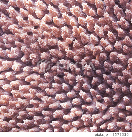 Coral texture 5575336