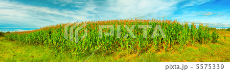 Corn crop 5575339