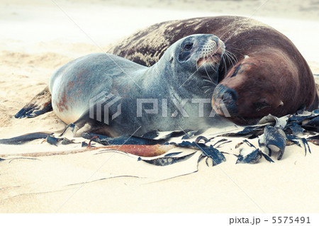 Sea lions Sea lions 5575491