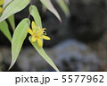 キバナノツキヌキホトトギス 5577962