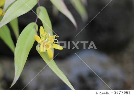 キバナノツキヌキホトトギス キバナノツキヌキホトトギス 5577962