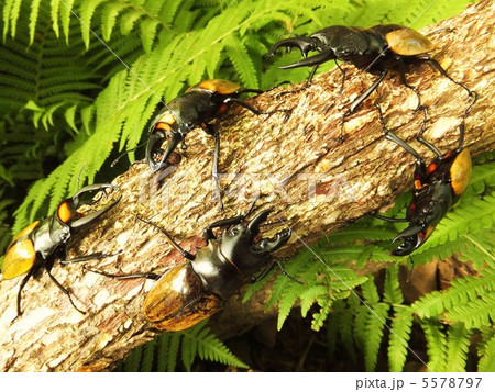 綺麗なスペクタビリスツヤクワガタ　ラコダールツヤクワガタ　ダールマンツヤクツヤクワガタ 5578797