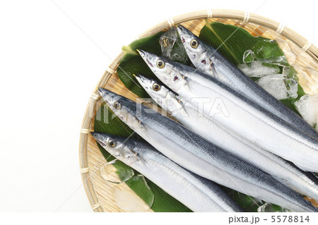 笊に盛った新サンマ 笊に盛った新サンマ 5578814