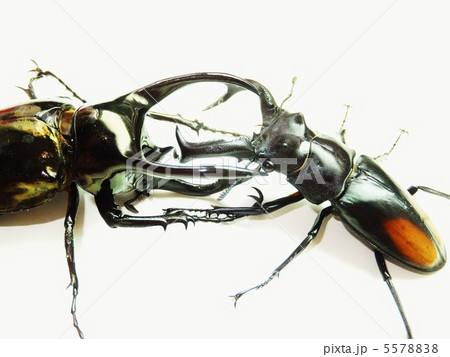 アトラスオオカブトVSセアカフタマタクワガタの戦い 白背景 アトラスオオカブトVSセアカフタマタクワガタの戦い 白背景 5578838
