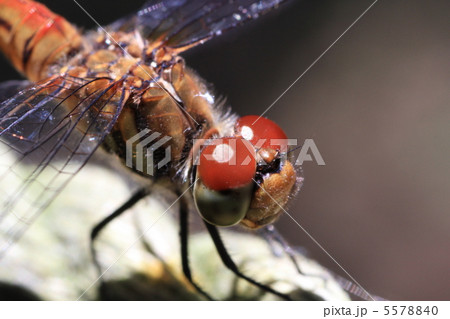 赤とんぼ 5578840