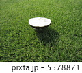 芝生にきのこ 5578871