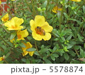 花とミツバチ 5578874