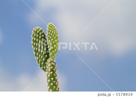 青空背景のサボテン_エコイメージ 青空背景のサボテン_エコイメージ 5578919