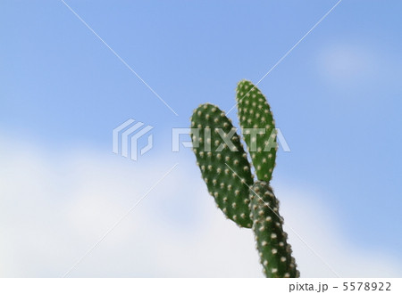 青空背景のサボテン_エコイメージ 青空背景のサボテン_エコイメージ 5578922