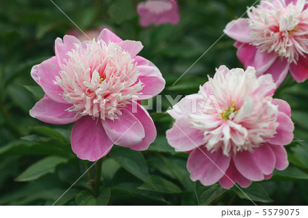 シャクヤク 桜重 シャクヤク 桜重 5579075