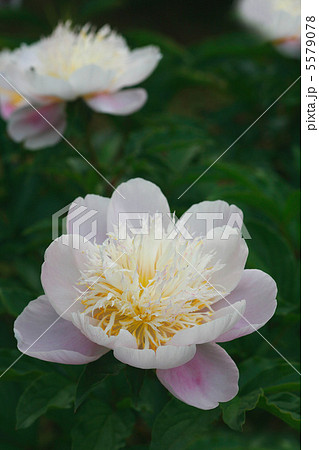 シャクヤク 君が代 シャクヤク 君が代 5579078