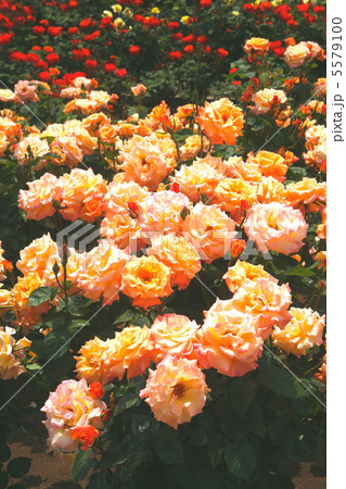 バラ　モナリザ 5579100