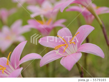 サフランモドキ 5579165