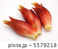 みょうが 5579218
