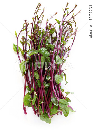 ツルムラサキ 5579231