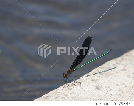 ハグロトンボ:羽黒トンボ(オス) 横向き ハグロトンボ:羽黒トンボ(オス) 横向き 5579348