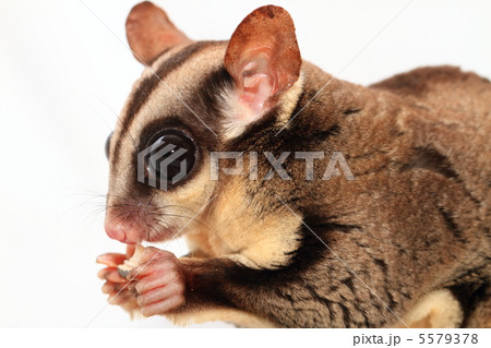 フクロモモンガ フクロモモンガ 5579378