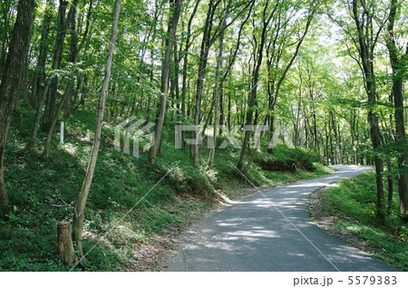 森林 5579383