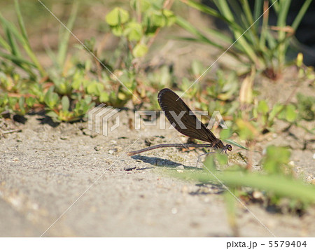 ハグロトンボ:羽黒トンボ(メス)  横向き ハグロトンボ:羽黒トンボ(メス)  横向き 5579404