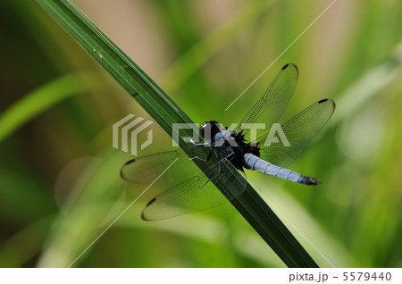 オオシオカラトンボ 5579440
