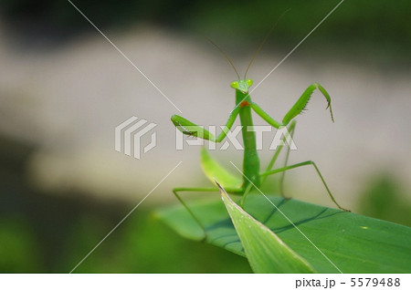 威嚇するカマキリの子供 威嚇するカマキリの子供 5579488