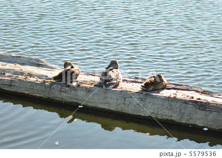 ３匹のカモ 5579536