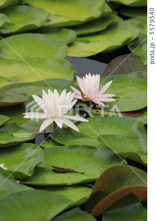 睡蓮 5579540