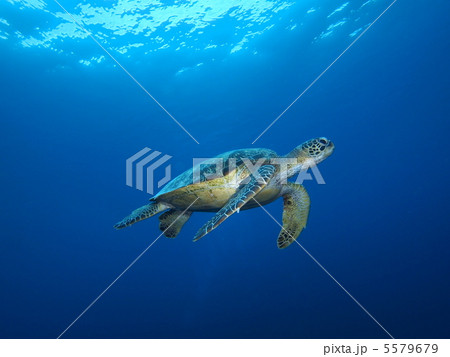 アオウミガメ アオウミガメ 5579679