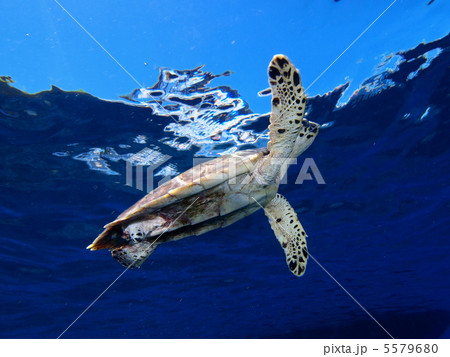 アオウミガメ 5579680