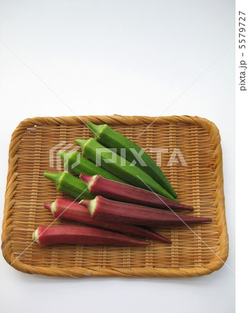 赤オクラ 赤オクラ 5579727