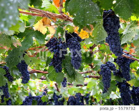 ぶどう狩り 5579732