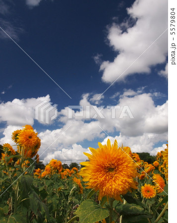 八重ひまわりと青空 5579804