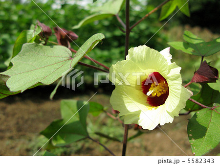 白ワタの花 5582343