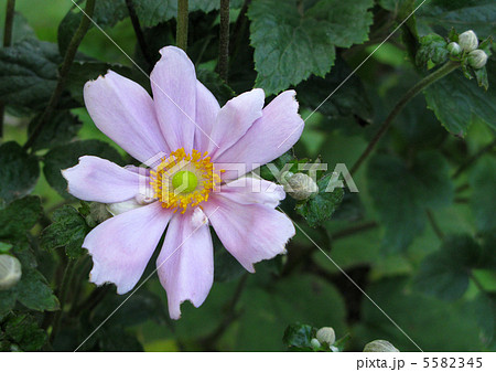 シュウメイギク 5582345