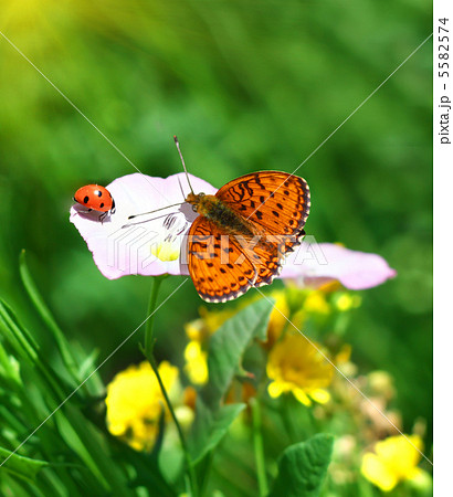 ladybug and butterflyの写真素材 [5582574] - PIXTA