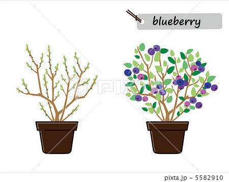 ブルーベリー 鉢植えのイラスト素材