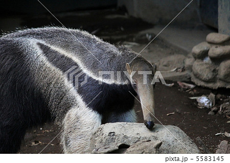 オオアリクイ 5583145