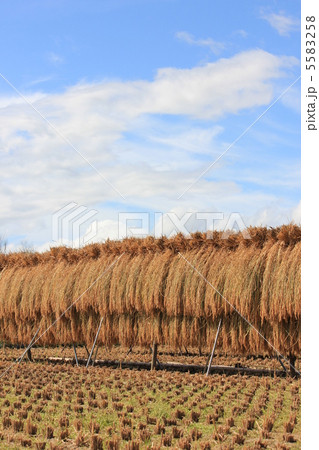 はざかけ米 はざかけ米 5583258