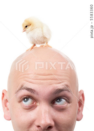 Chick Chick 5583360