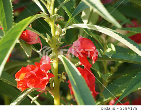 ホウセンカ：鳳仙花（赤） 5584178