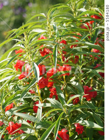 ホウセンカ:鳳仙花(赤) ホウセンカ:鳳仙花(赤) 5584180